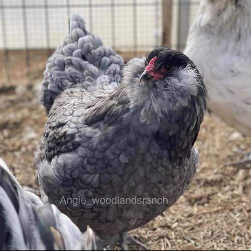 Gallinas De Raza Ameraucana (Usado)