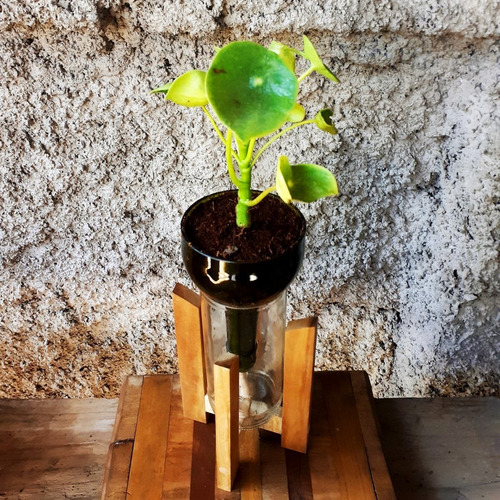 Cuchara Little Plant 24 Con Soporte, Maceta Autorregante
