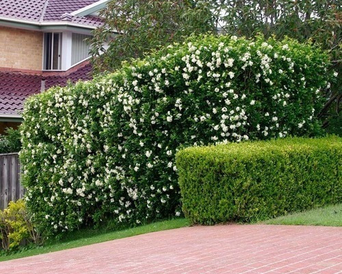 150 Mudas Murta 15cm Muro Verde P/ Casas Sitios Chacaras