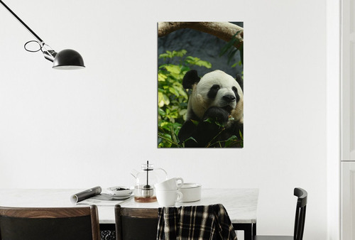 Vinilo Decorativo 60x90cm Oso Panda Natura Deco Interior M6