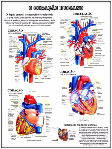 Poster Anatomia Do Coração 65x100cm Decorar Clínica Escola Faculdade Medicina Universidade Casa - Plastificado