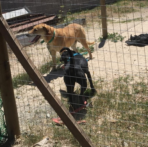 Imagen 9 de 10 de Hotel, Guardería Y Alojamiento De Perros