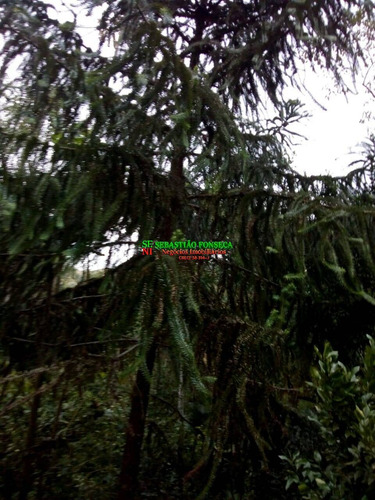 Imagem 6 de 15 de Chácara Em São Francisco Xavier Com Vista Encantadora - 2111