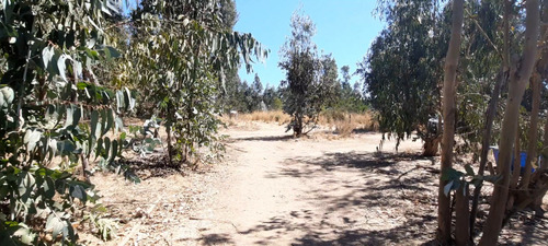 Imperdible!!! 2 Terrenos De 1,000m2 C/u, Cercanos A Concón