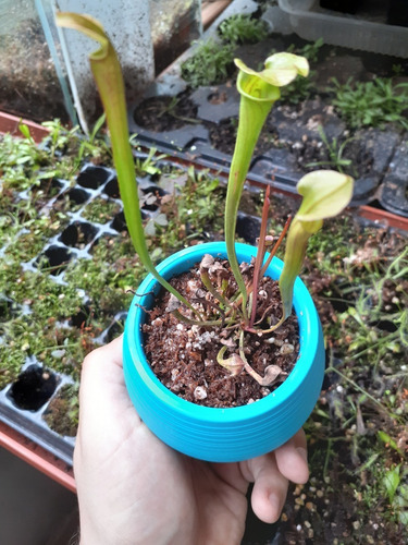 Planta Carnívora Gigante (6 Años) En Maceta Autorregable