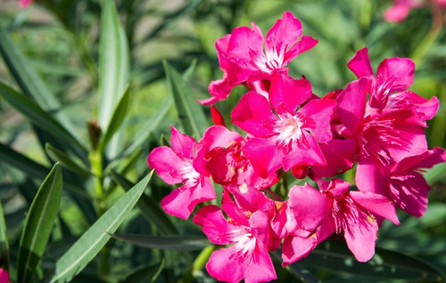 Muda De Espirradeira Rosa Lindo Arbusto P/ Casas E Calçada