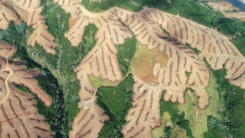 Predio Forestal En Constitución, Regeneración Plan De Manejo