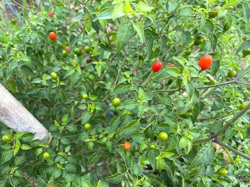 30 Semillas Chile Monte Chiltepin Organicas Germinan Nuevas