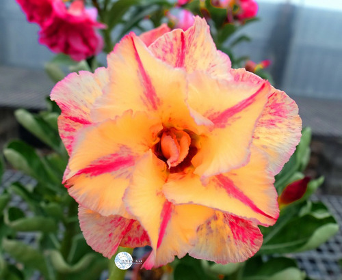 60 Sementes Rosas Do Deserto E Raras P Mudas Frete Gratis