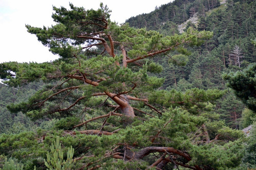 25 Semillas De Pino Silvestre - Pinus Sylvestris Codigo 947