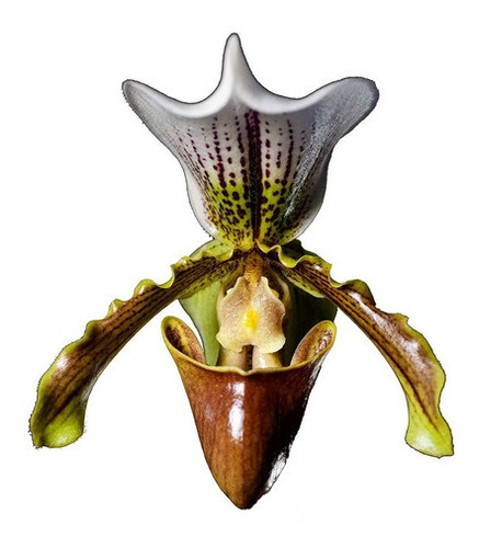 Orquidea Kit 5 Sapatinho Paphiopedilum Insigne Com Vaso.