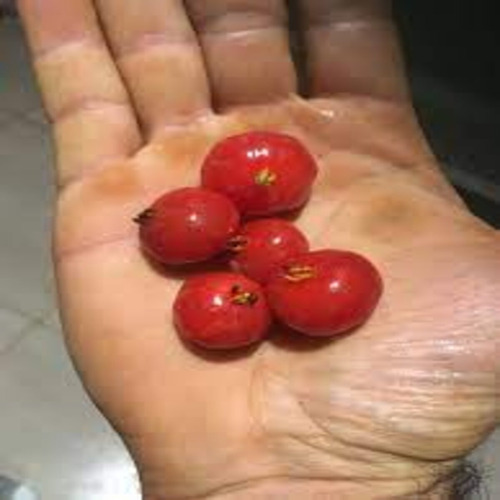 Pitanga-mirim/pitanga-laranja - Muda Com 25cm!