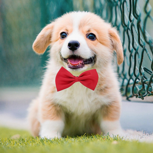 Pajarita Para Mascotas Con Cuello Ajustable Para Gatos, Paja