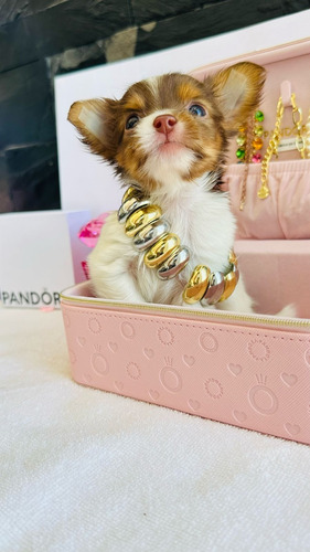 Chihuahua Ojos Verdes, Merle Y Chocolate Premium Vip Chihuahua Party Chico De Ojos Verdes 15k