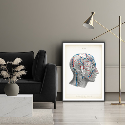 Anatomía Humana 60-61-62-63-64-65-66-67-68-69-70-60bis