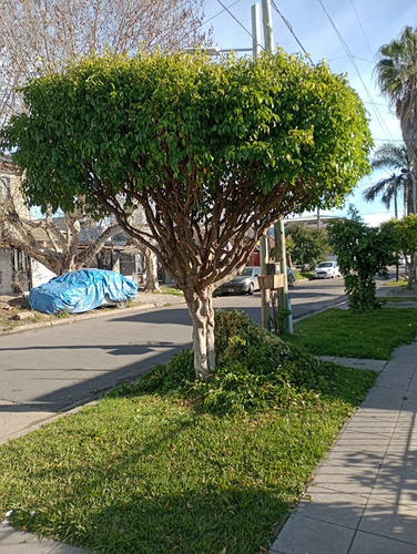 Servicio De Jardineria