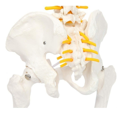 Columna Vertebral Humana De 45 Cm Con Pelvis Modelo Flexible