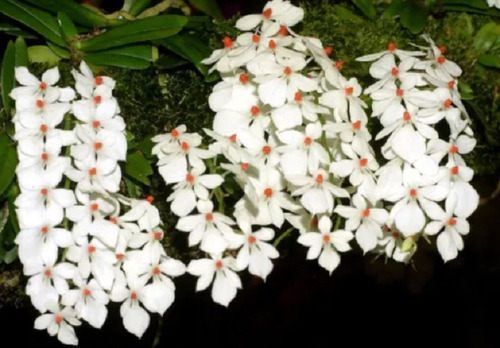 300 Semillas De Orquidea Aerangis + Instructivo
