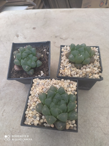 Imagen 2 de 5 de Haworthia Cooperi Var Truncata U Obtusa Planta Mta 3 Inch