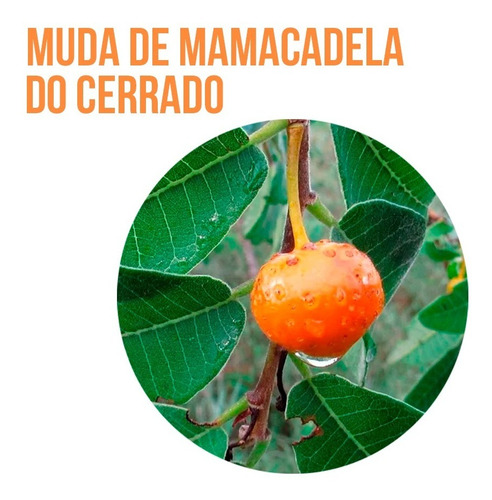Muda De Mamacadela Do Cerrado (brosimum Gaudichaudii)
