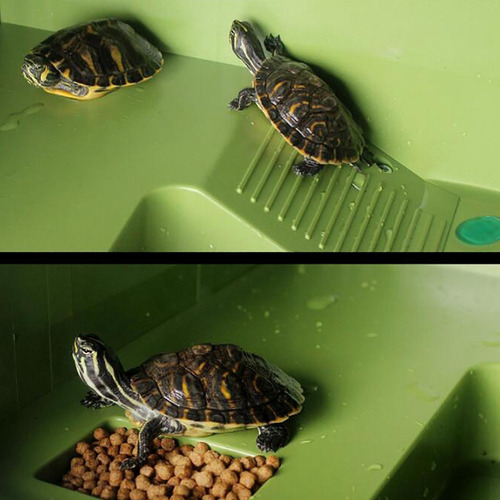 Accesorios Para Tanques De Tortugas Plataforma Para Verde