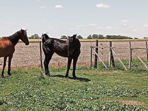 Imagen 26 de 30 de Campo En Córdoba (general Deheza)