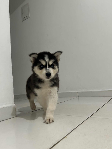 Filhotes De Husky Siberiano