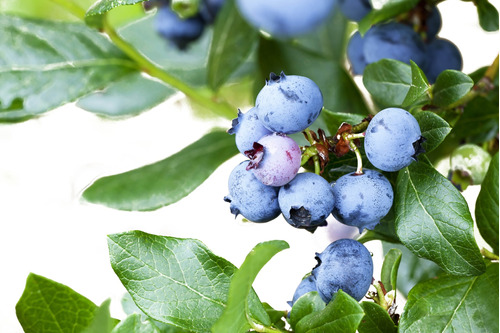 Plantas Adultas De Frutos - Arandano , Zarzamora , Frambuesa