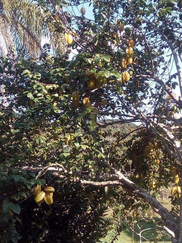Imagem 8 de 10 de Chácara, Chácara Bonanza, Embu-guaçu - V1474