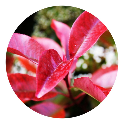 Muda De Fotínia Photinia Folhas Vermelhas Ideal P/ Jardim