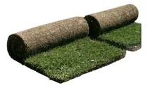 Comprar Rollo Césped Brasilero Axonopus - Envíos
