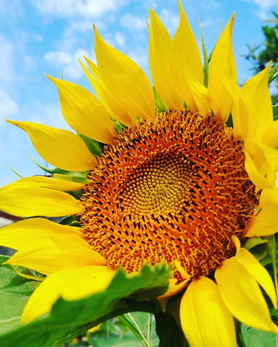 Semillas Girasol, Amaranto Y Ruda