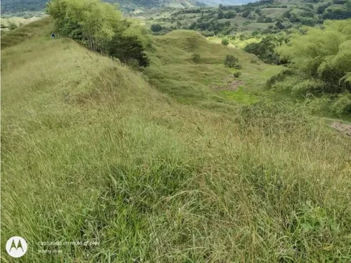 Venta Finca Sector Pueblo Tapao - Cultivada En Pasto - 185 Cuadras