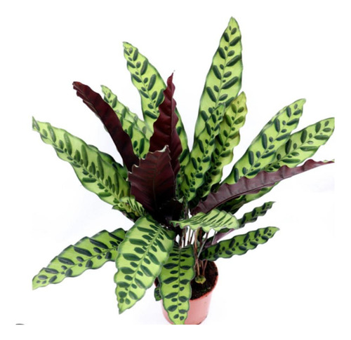 Maranta Cascavel Planta Rezadeira Goeppertia Insignis Adulta