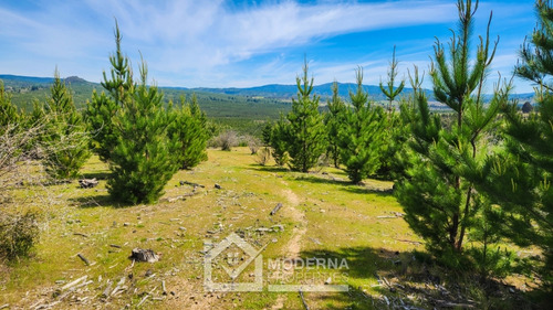 Predio 38 Ha Agricola Y Forestal