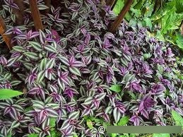 300 Mudas Brotando De Lambari Roxo (tradescantia Zebrina)