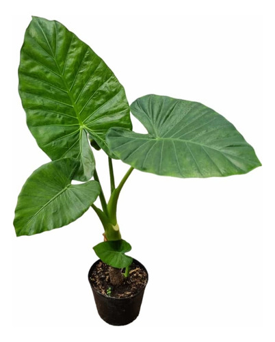 Planta Oreja Elefante Con Maceta !!