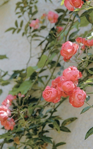 Imagem 3 de 3 de Mudas Rosas Trepadeiras Cor Salmão Com 35 Cm De Altura