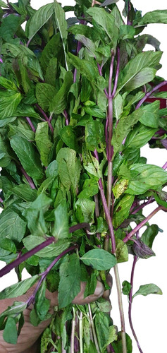 Menta Natural Fresh Mojitos Tizana 1 Manojo 300 Gr Aprox