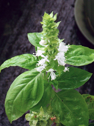 200 Semillas De Albahaca Dulce Sweet Basil Ocimum Basilicum