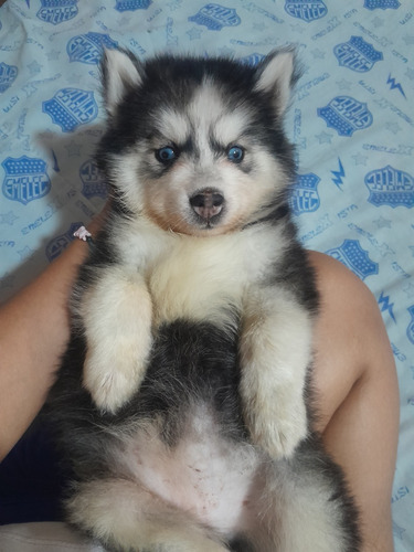 Perro Husky Siberiano