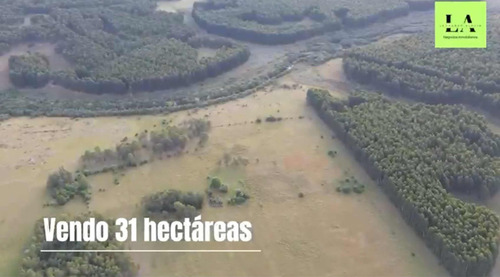 Vendo 31 Hectareas En Las Cañas A 50 Km De Sarandi Del Yi