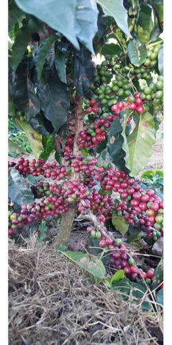 Venta Finca 14 Ha, Boconó Edo. Trujillo, Venezuela