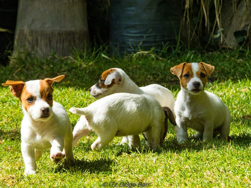 Cachorros Jack Russell 100% Puros 