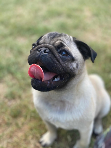 Imagen 2 de 5 de Servicio De Monta Pug
