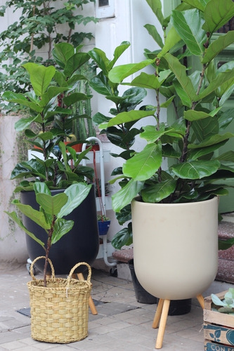 Ficus Pandurata 2.50m Excelentes!!!