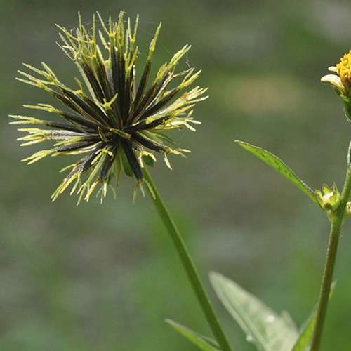 Chá De Picão Preto Em Pó Bidens Pilosa 100g