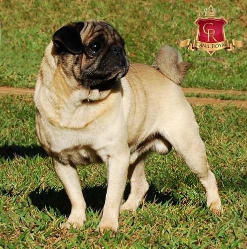 Filhotes De Pug