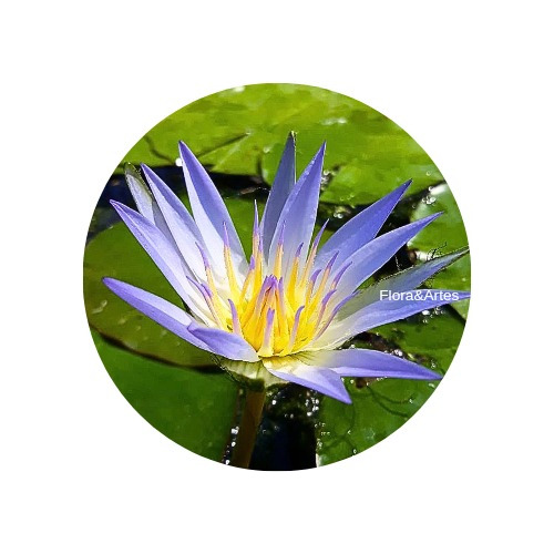 Muda De Planta Aquática Ninféia - Nymphaea Caerulea