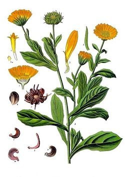 Calendula Organica Pulverizada, 30 Grs, Flor Seca